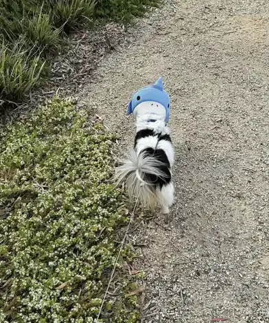 A small black and white dog walks away on a gravel path, wearing a blue shark-shaped hat with a white face and black eyes…