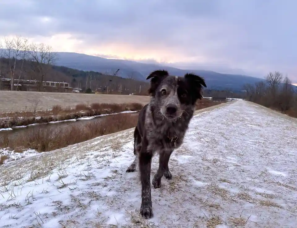 A black and grey speckled dog stands in the foreground on a snowy path, looking directly at the camera with a slightly…