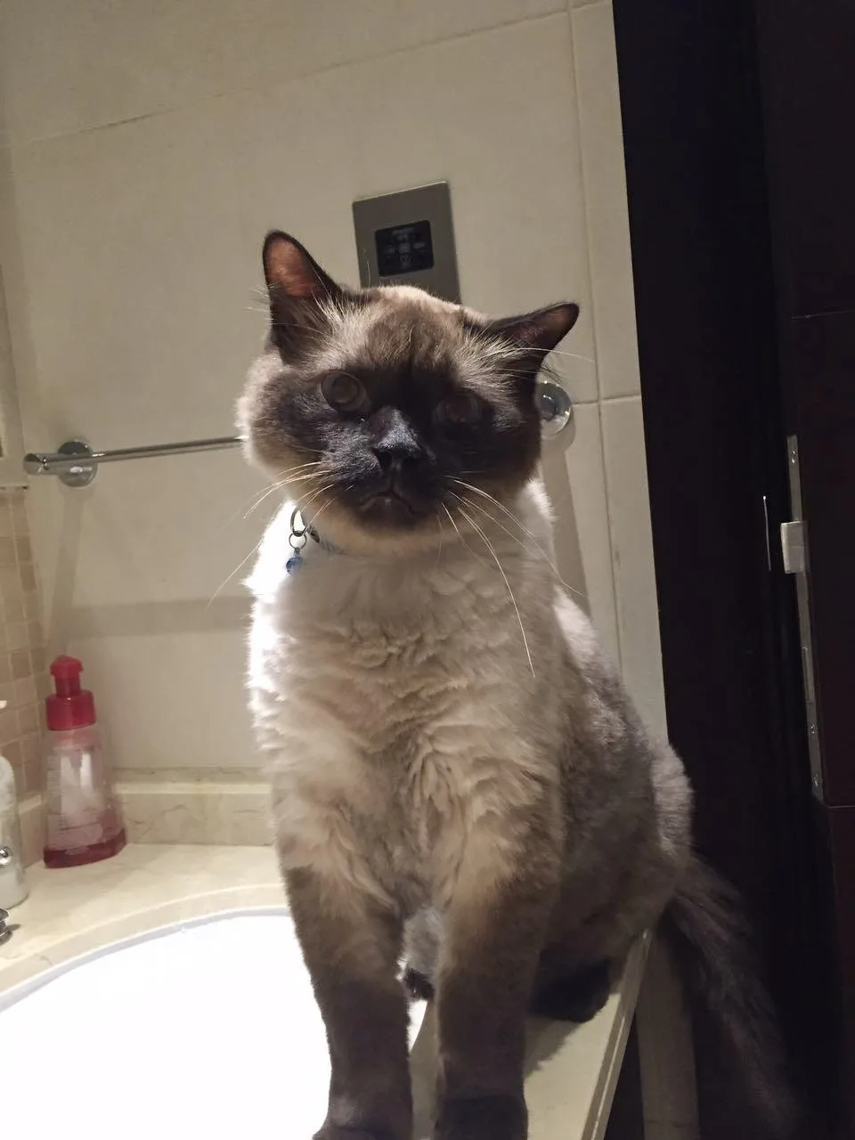 A fluffy, light-colored cat with dark points sits upright on a bathroom sink, looking directly at the camera with a serious…