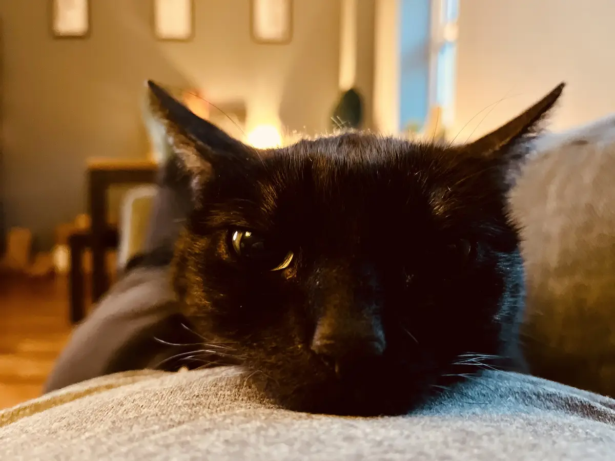 A close-up photo of a black cat resting its head on a grey couch cushion, looking directly at the camera with a sleepy…