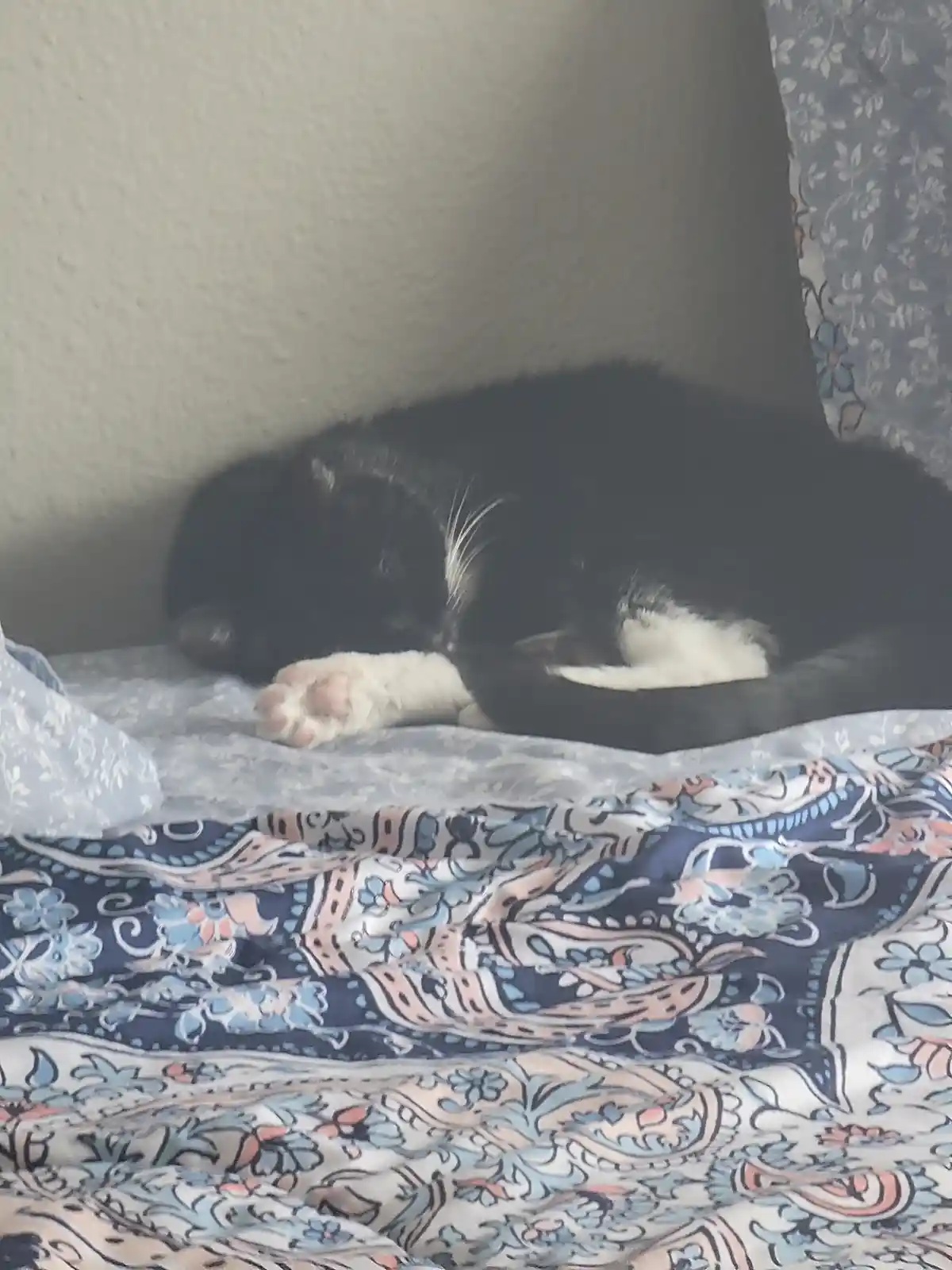 A black and white cat is curled up and sleeping soundly on a patterned bedspread, with one white paw visible. The overlaid…