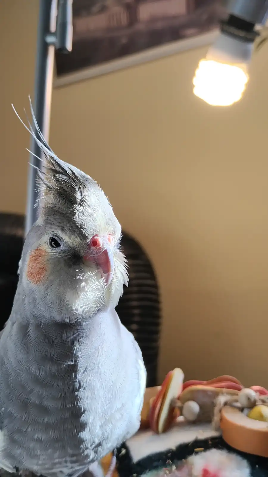 A close-up photo of a cockatiel with its crest raised and beak slightly open, looking directly at the camera. The bird has…