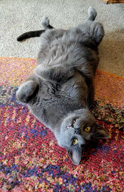 A gray cat lies on its back on a colorful rug, looking up with wide yellow eyes and its mouth slightly open, revealing…