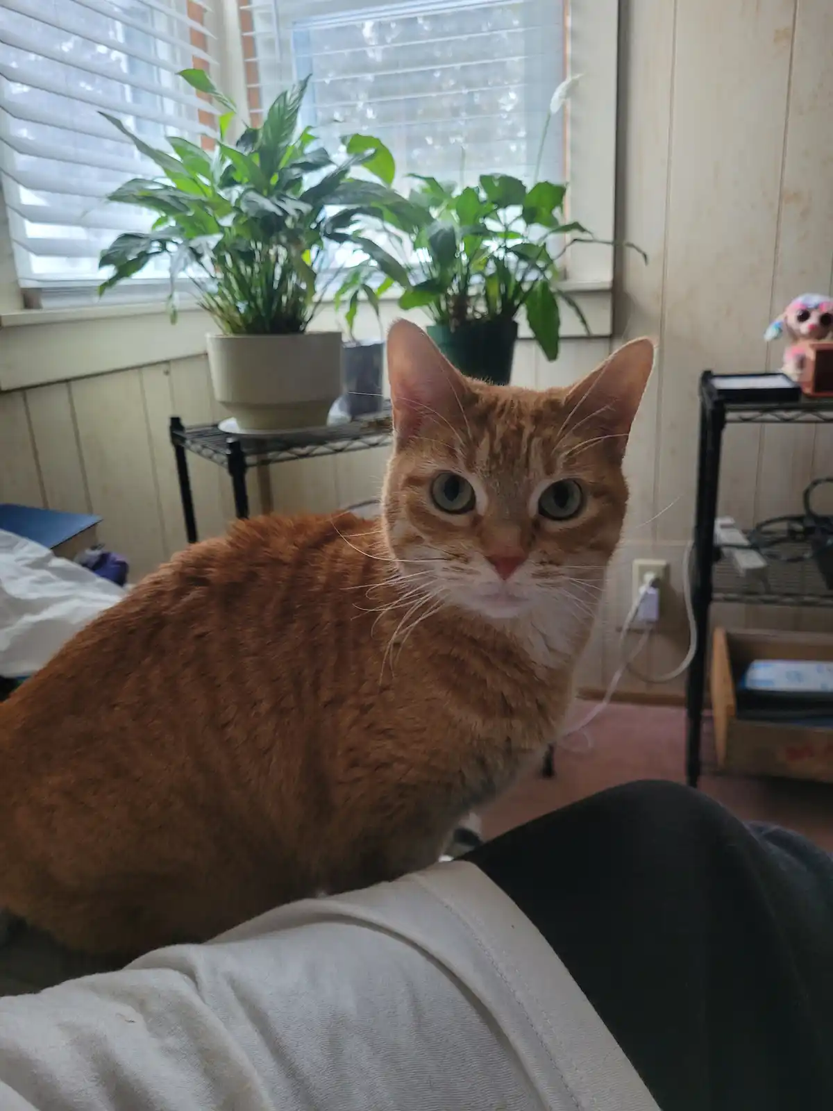 An orange tabby cat with wide, startled green eyes sits perched on a person's lap, looking directly at the camera. Behind…