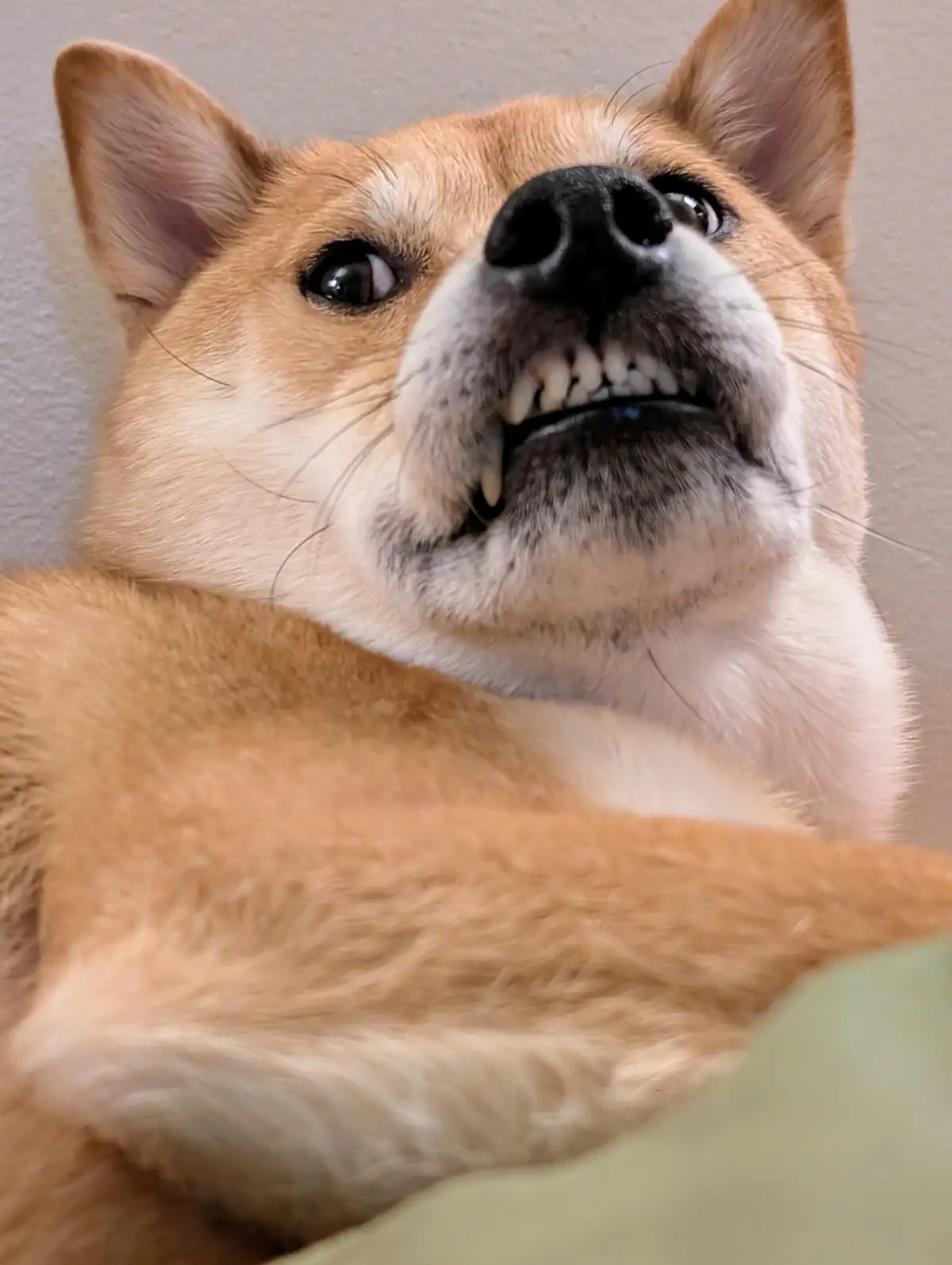 A close-up photo of a tan and white Shiba Inu dog looking upward with its mouth open, showing teeth in a way that resembles…