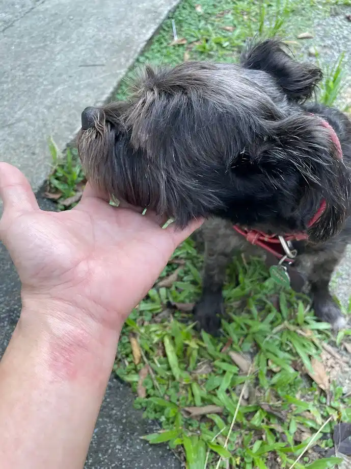 A small, dark-furred dog with a red collar is seen from behind, sniffing or licking a person's open palm. The person's wrist…