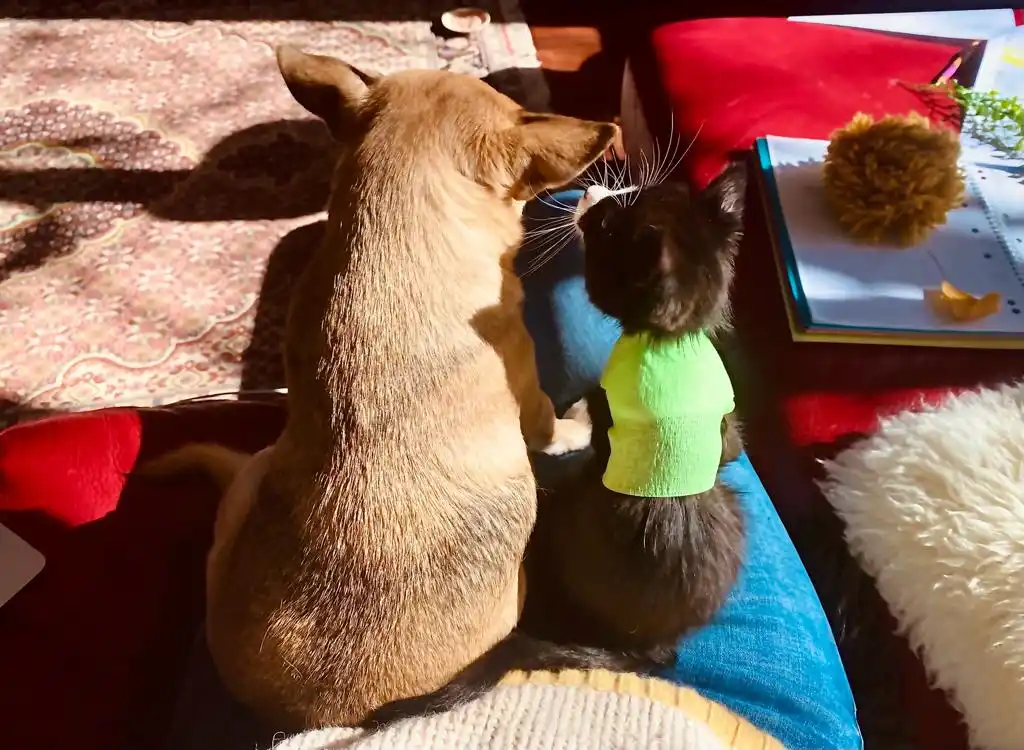 A tan dog and a black cat sit side by side on a blue cushion, both facing away from the camera toward a window. The cat…