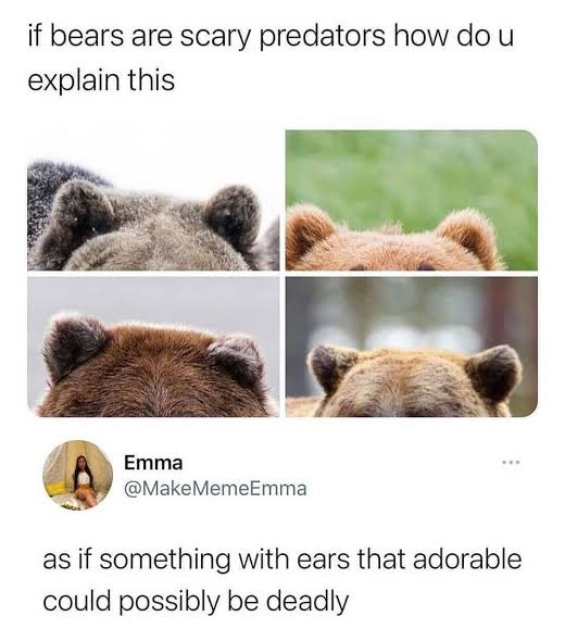 The image is a four-panel meme showing close-ups of the backs of four different bears, each with small, rounded, fluffy…