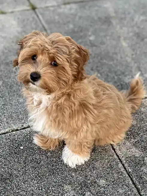 A small, fluffy, light brown puppy with white paws and chest sits on gray pavement, looking up with big eyes. The overlaid…