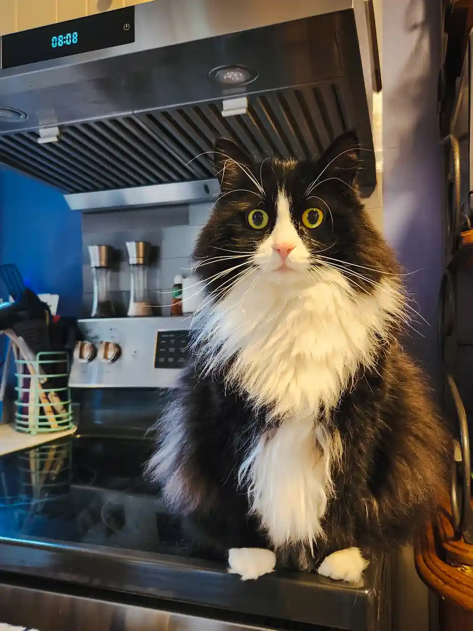 A fluffy black-and-white cat with bright yellow eyes sits upright on a stainless steel stovetop, looking directly at the…