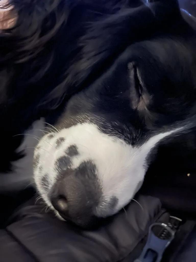 A close-up photo of a black and white dog sleeping peacefully with its head resting on a dark puffy jacket, its eyes closed…