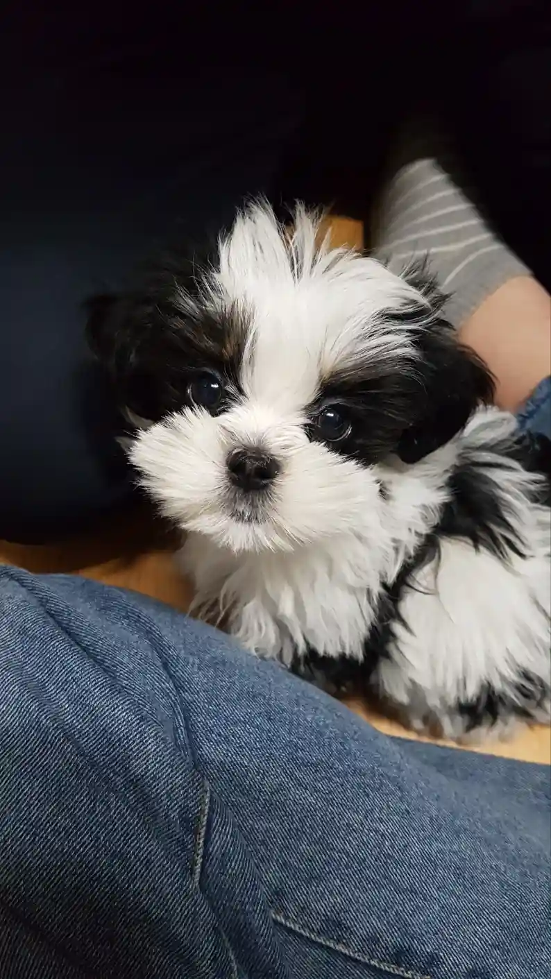 A small black-and-white fluffy puppy with large, expressive eyes looks directly at the camera while sitting on a person's…