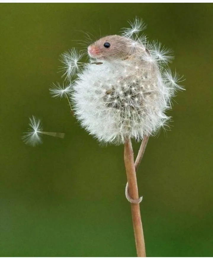 A tiny brown mouse is nestled inside a fluffy white dandelion seed head, with several seeds already blown away. The mouse…