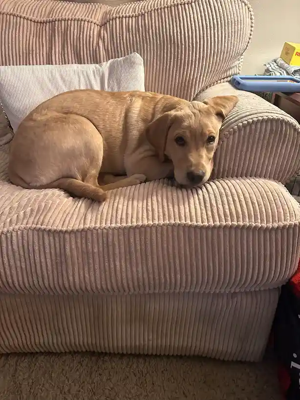 A light brown dog is lying on a beige corduroy couch, looking directly at the camera with a tired expression. The dog's head…