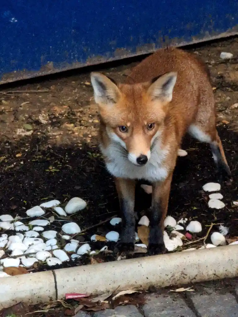 A red fox stands alert on dark soil scattered with white pebbles, looking directly at the camera with a serious expression…