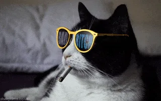 Hilarious Cat GIF That Will Make You Smile