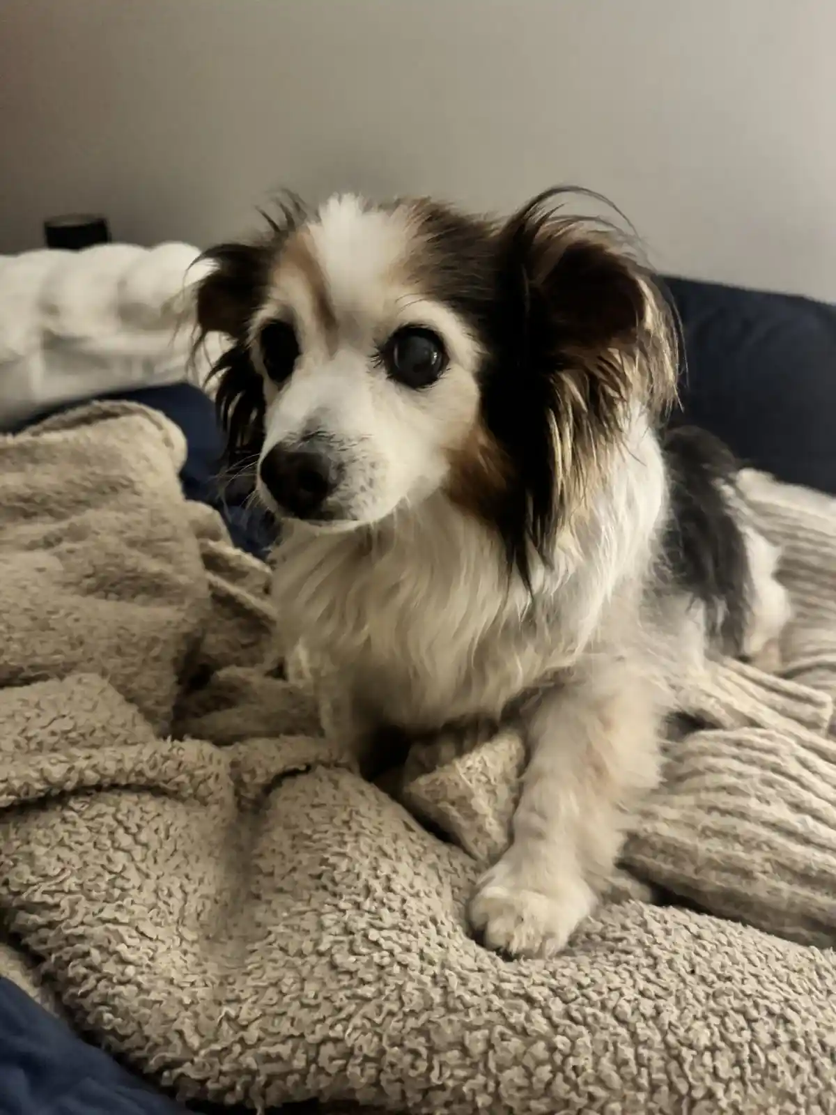 A small, fluffy dog with large, expressive eyes and brown and white fur sits on a textured beige blanket, looking directly…