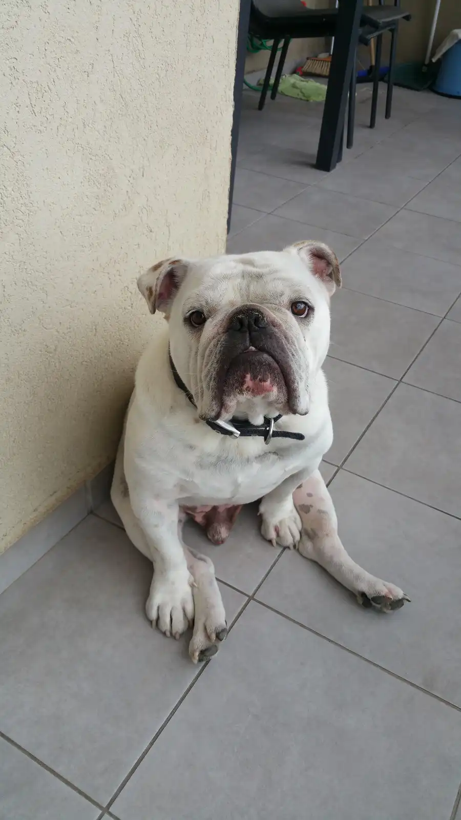 A white bulldog with brown spots sits on a tiled floor against a textured wall, looking directly at the camera with a…