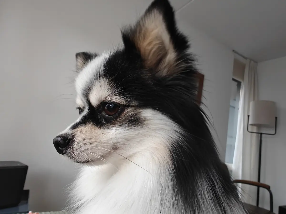 A Heartwarming Collection of Adorable Dog Photos