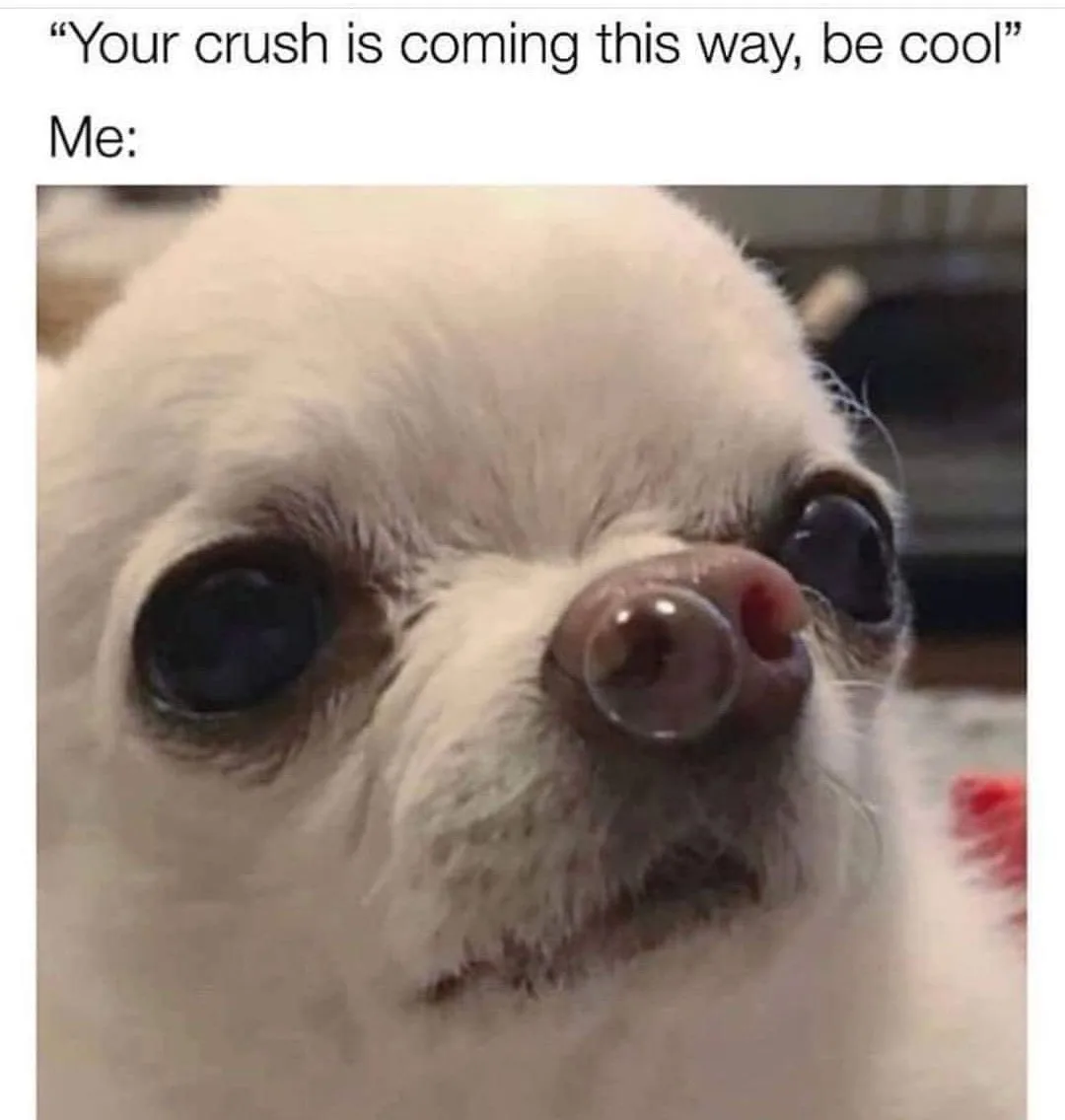 A close-up photo of a small white dog with large, expressive eyes and a bubble of mucus on its nose, looking anxious. The…