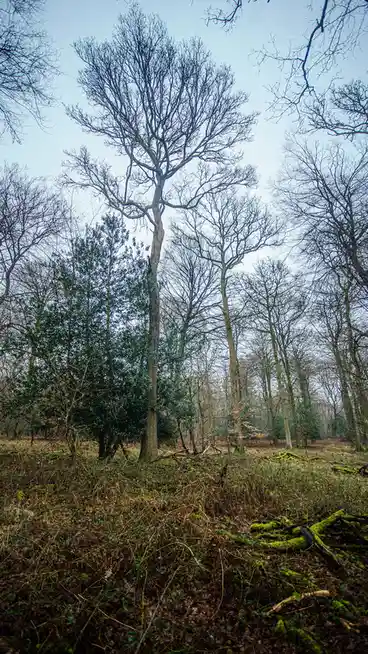 A low-angle photo of a forest with bare, leafless trees against a pale sky, featuring one prominent tree with a sparse…