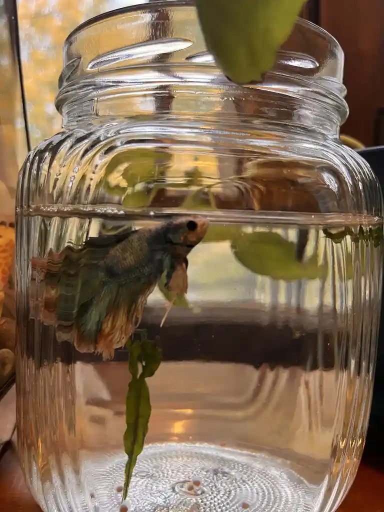 A betta fish swims in a clear glass mason jar filled with water, with green leaves floating and submerged. The fish has…