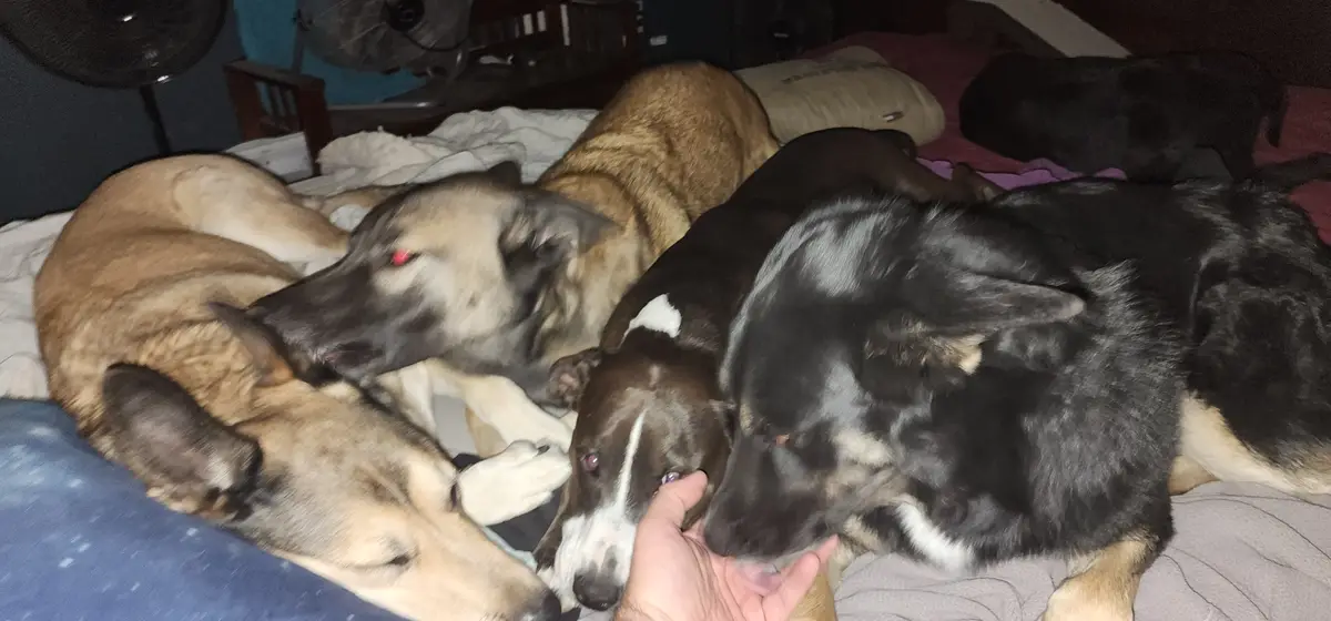 A person's hand is gently touching the snout of a small brown and white dog lying on a bed, surrounded by several other…