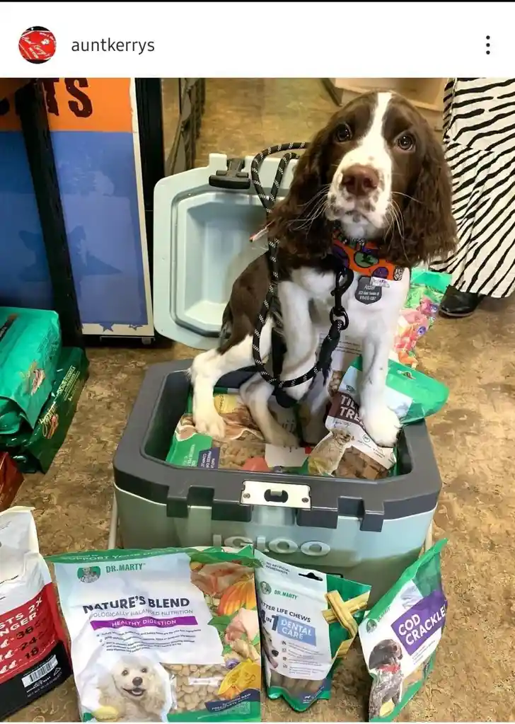 A brown and white dog with floppy ears sits inside a light blue Igloo cooler, surrounded by various bags of dog food and…