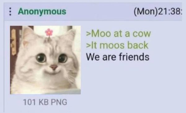 A screenshot of a forum post showing a fluffy white cat with a small pink flower on its forehead. The text overlay reads…