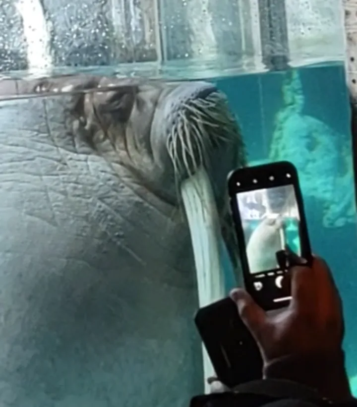 A person holds a smartphone to take a photo of a walrus pressing its head against an aquarium glass. The walrus has a long…