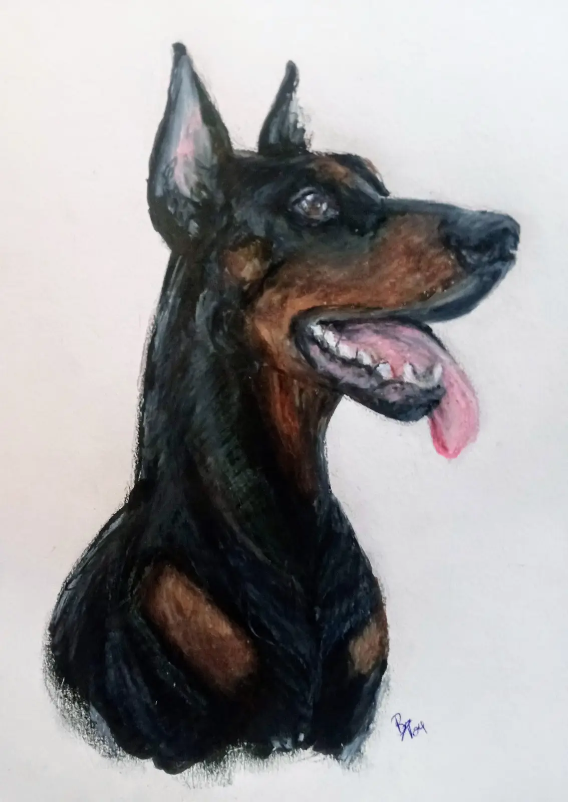 A colored pencil drawing shows a Doberman Pinscher's head and shoulders in profile, looking right with its tongue out and…