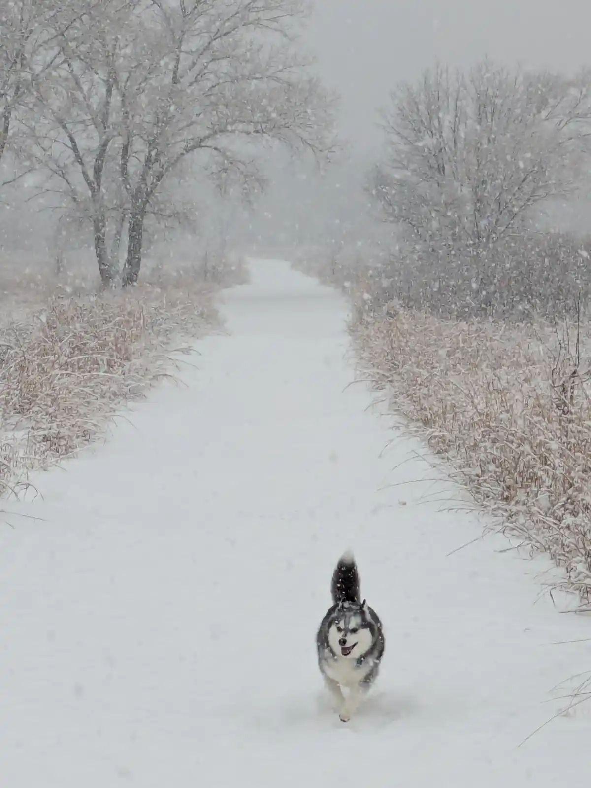 Meet Meeko, the Adorable Snow Dog