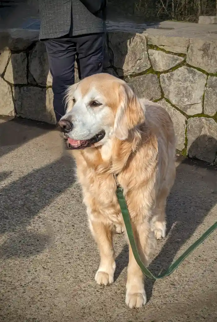 A golden retriever with noticeable gray fur around its muzzle and eyes stands on a paved path next to a stone wall, wearing…