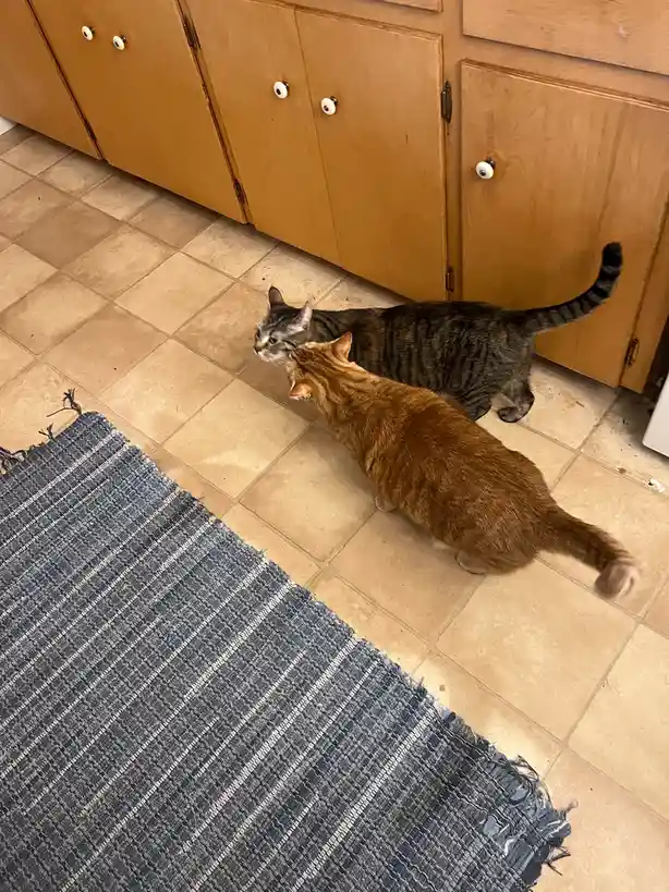 Two cats, one tabby and one orange, are standing on a tiled kitchen floor near wooden cabinets, facing each other with their…