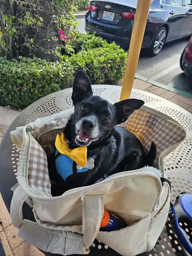 A black dog with a white muzzle and a yellow bowtie sits happily inside an open beige checkered bag placed on a metal patio…