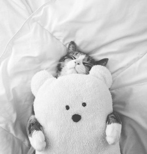 Meet Today's Adorable Cat Star