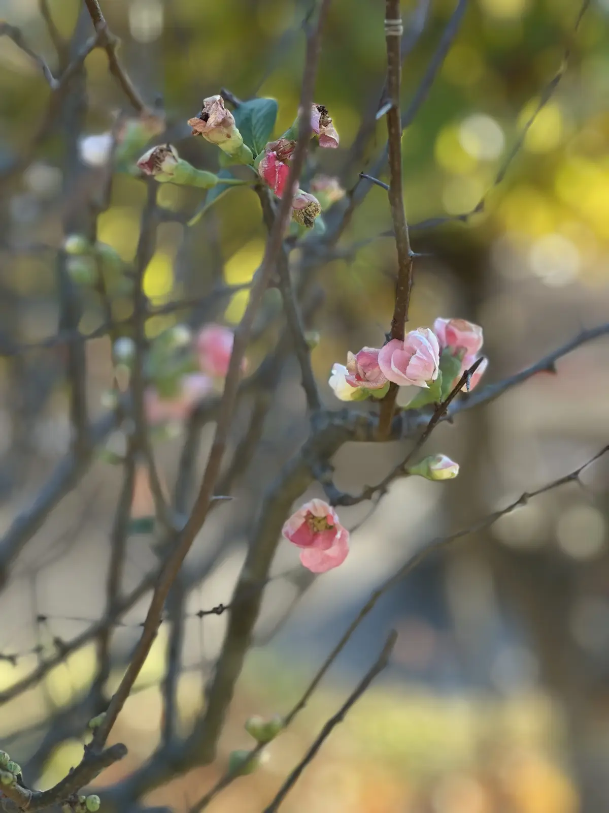 A close-up photo of a tree branch with pink flowers and buds, some blooming and others wilting or dead, set against a…