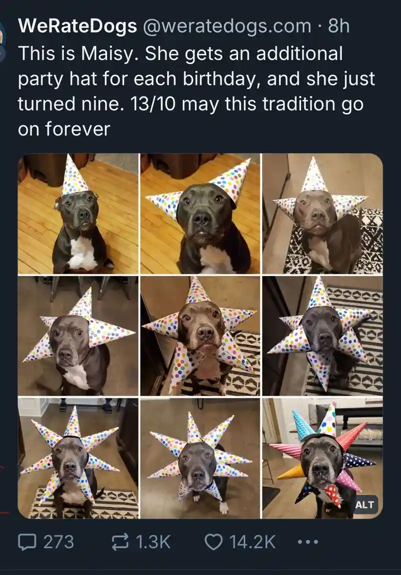 A grid of nine photos shows a black and white dog named Maisy wearing progressively more party hats for each of her nine…