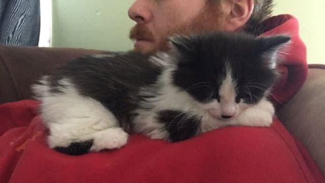 A small black-and-white kitten is curled up and sleeping soundly on a person's chest, who is wearing a red hoodie and…