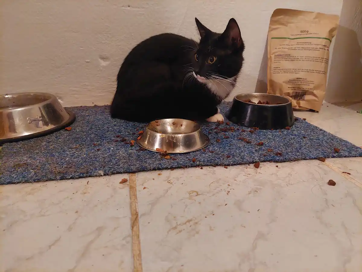 A black and white cat sits beside three bowls on a blue mat, one of which is empty and scattered with kibble, while another…