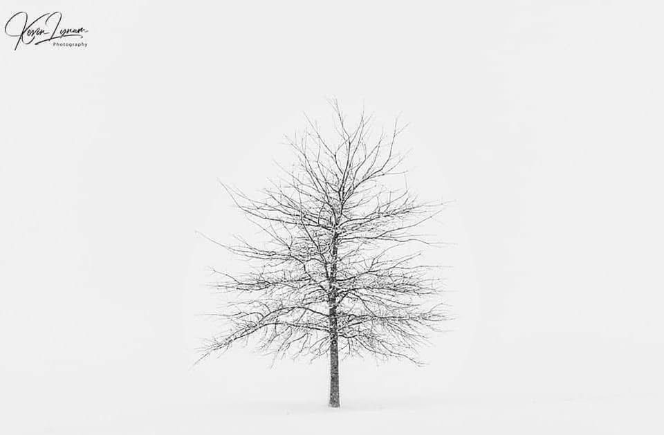 A stark, bare tree stands alone in a snowy, white landscape, its intricate branches reaching upward against a minimalist…