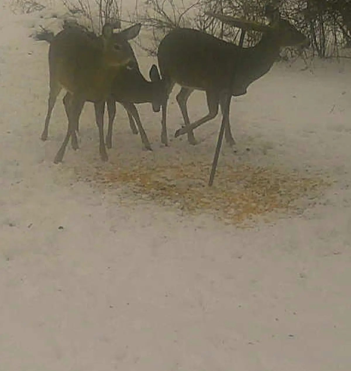 Always Keeping the Deer Happy with Corn Treats!