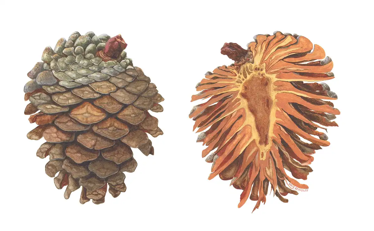 The image displays two watercolor illustrations of a pine cone: one closed and intact on the left, and one opened and…