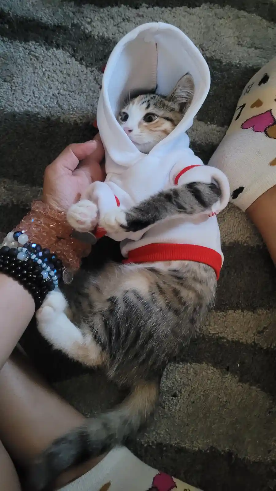 A small tabby kitten wearing a white hoodie with red trim is being held by a person, looking directly at the camera with…