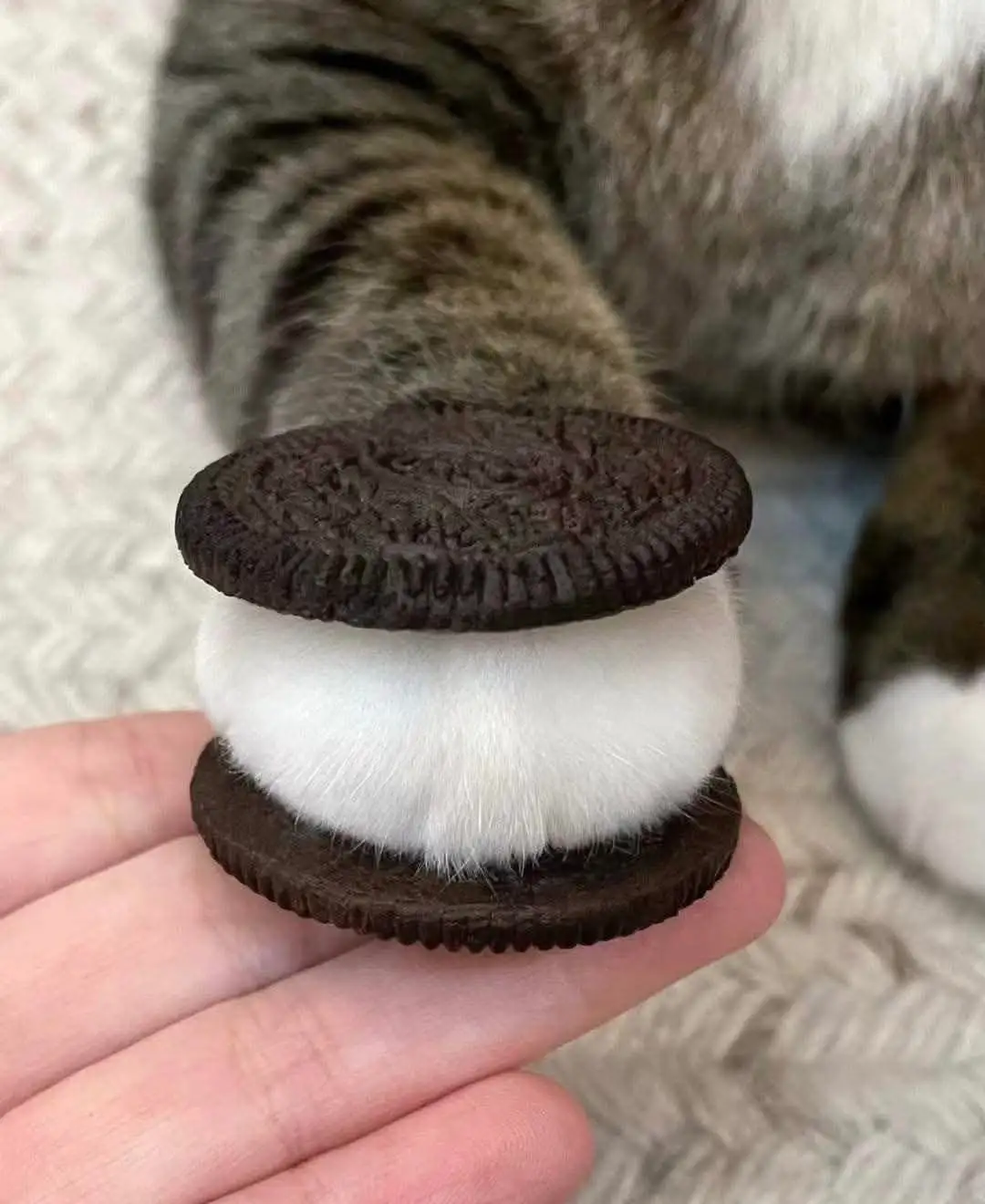 a close-up photo shows a person's hand holding a cat's fluffy white paw, which is positioned between two chocolate cookie…