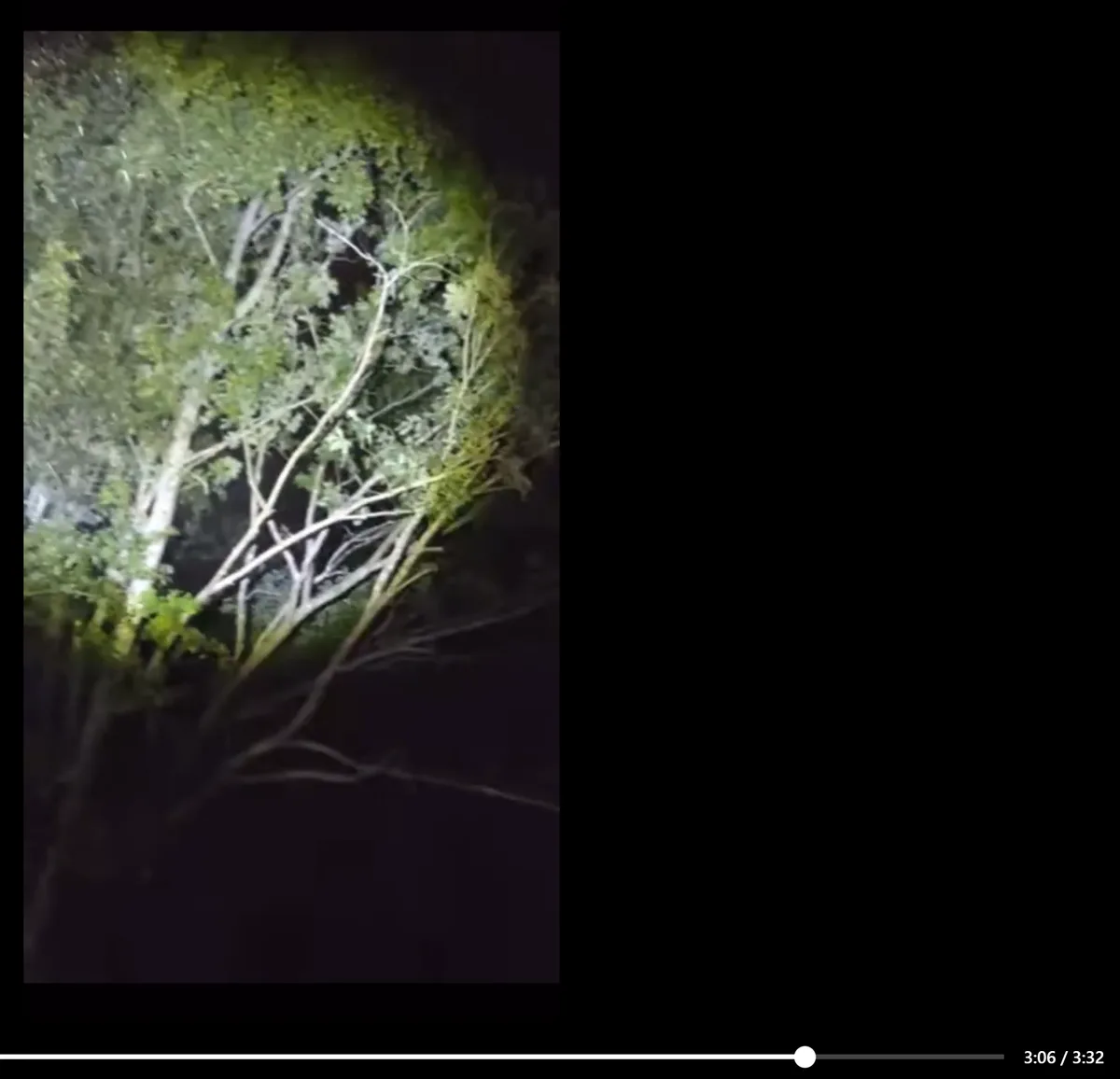 A nighttime video frame shows a tree illuminated by a flashlight, with dense foliage and branches visible against a dark…