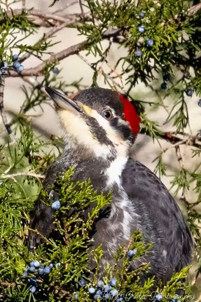 A close-up photo of a pileated woodpecker perched among green juniper branches with blue berries, looking upward. The bird…