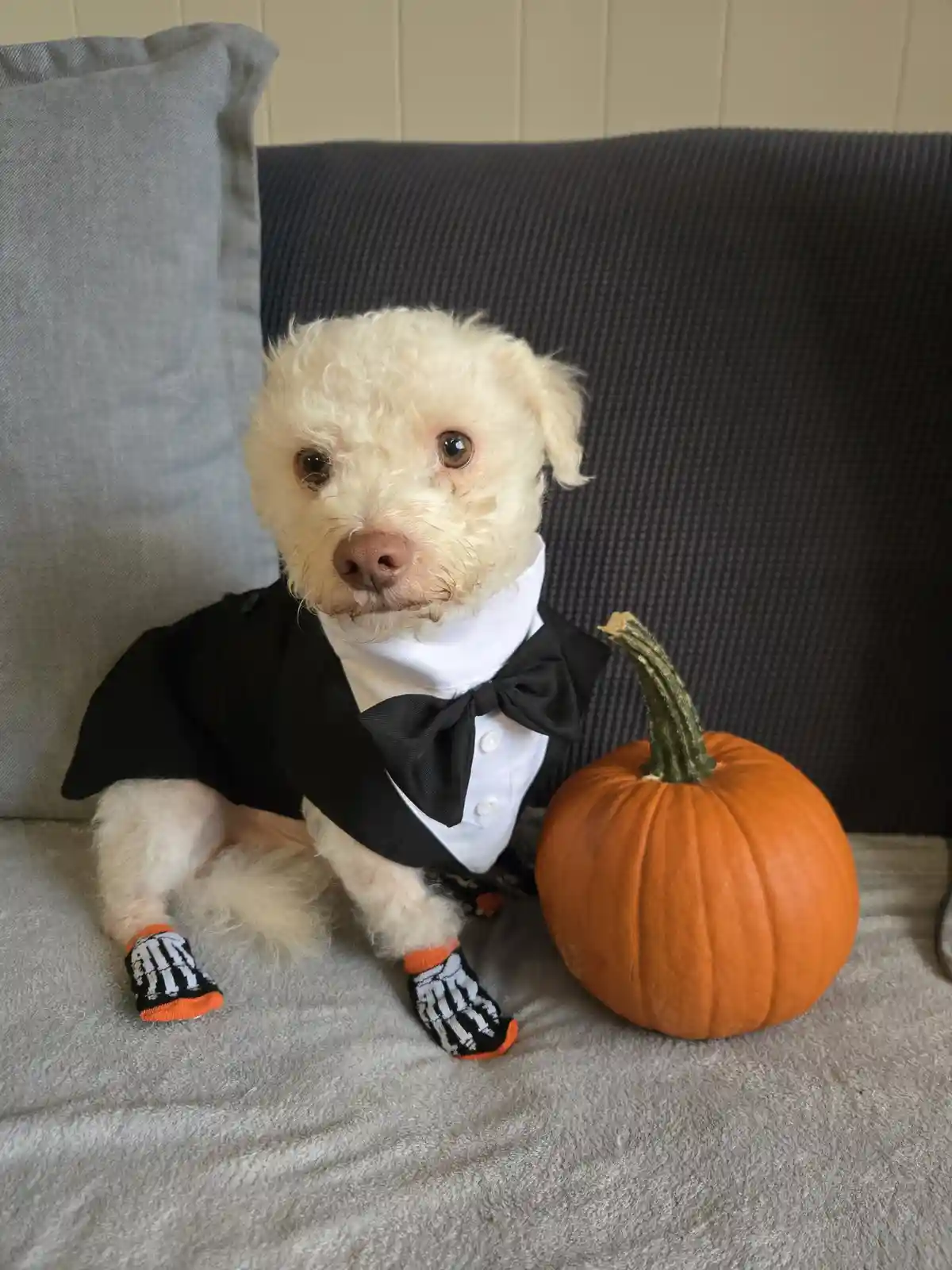 A small, fluffy white dog wearing a black tuxedo with a bow tie and skeleton-patterned socks sits on a gray couch next to a…