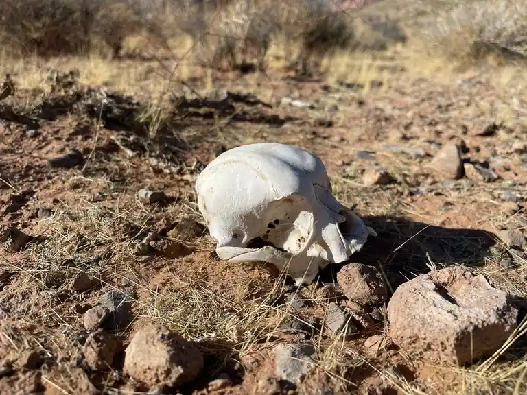 A weathered animal skull rests on dry, reddish-brown earth scattered with rocks and sparse dry grass under bright sunlight…
