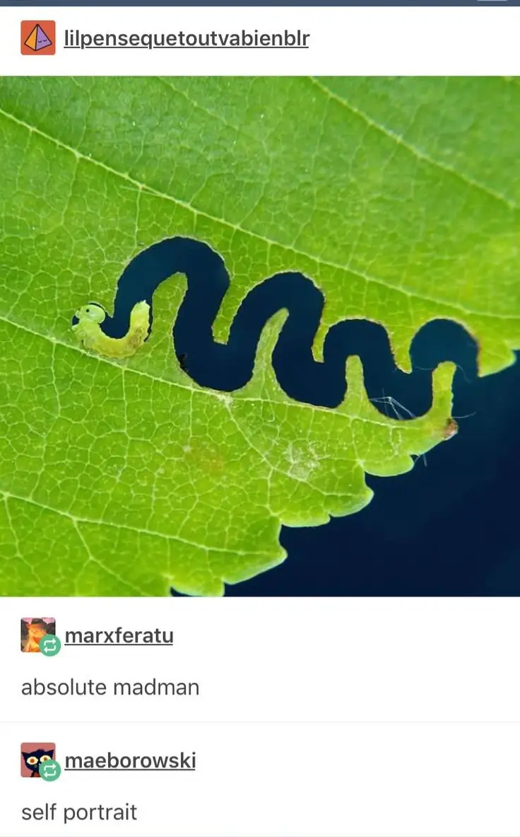 A close-up photo shows a small green caterpillar on a vibrant green leaf, which has been chewed into a winding, serpentine…